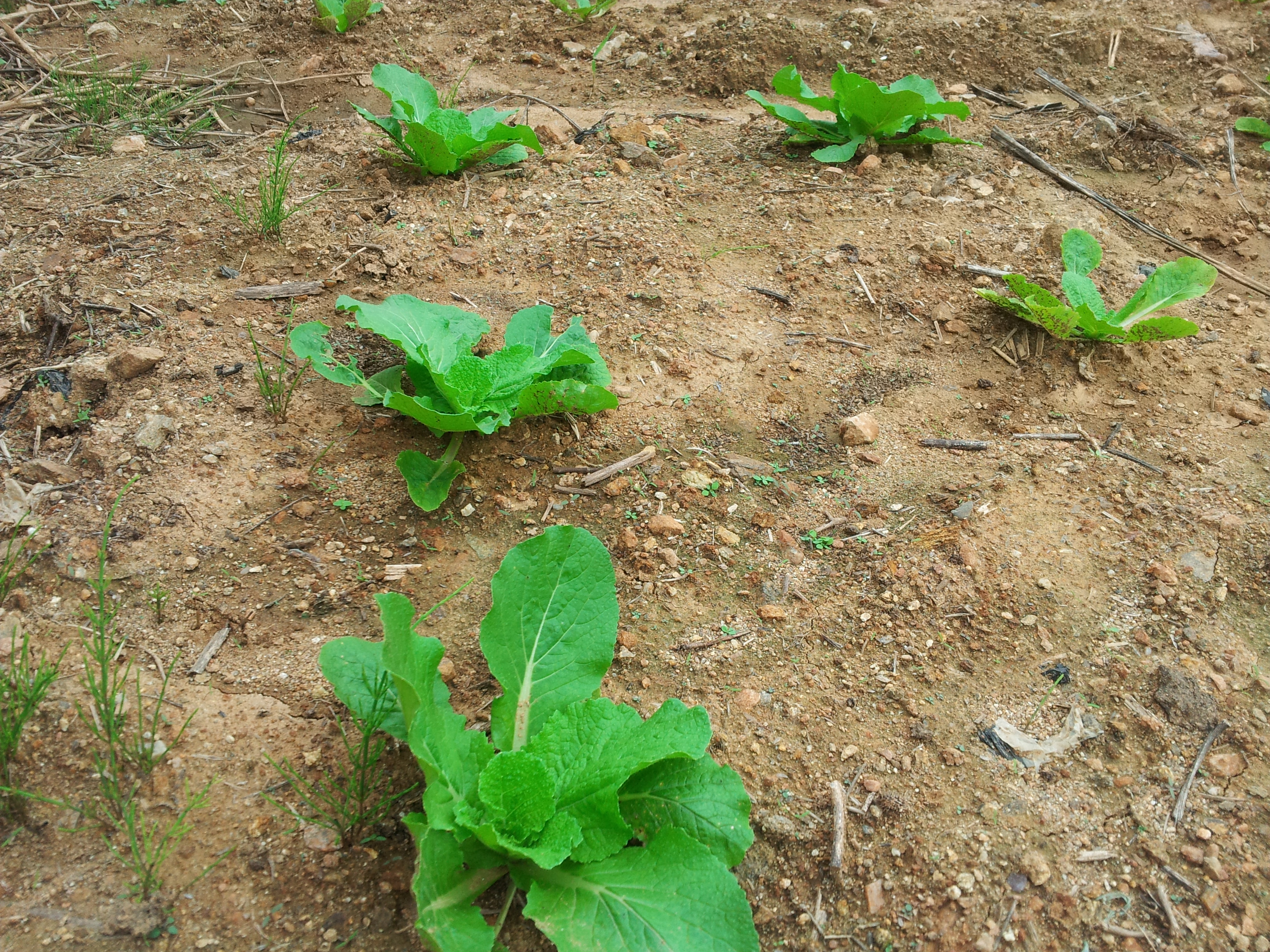배추모종이 이만큼 자랐어요 *^^*